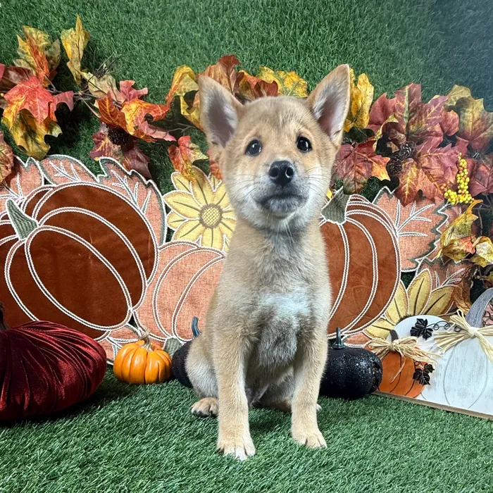 Male Shiba Inu puppy named Doge for sale at Puppy Dreams - Carrollton.