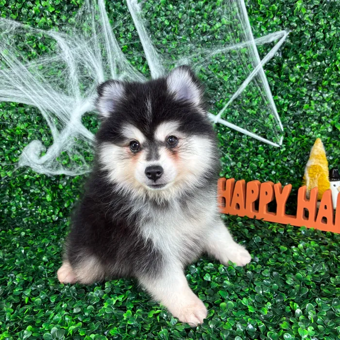 Male Pomsky puppy named Rick for sale at Puppy Dreams - North Richland Hills.