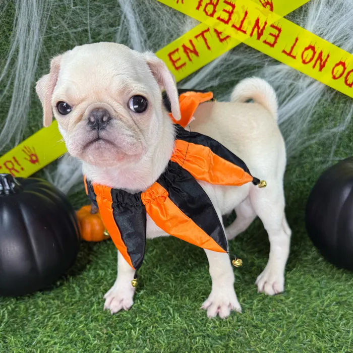 Male Pug puppy named Buggsy for sale at Puppy Dreams - Arlington.