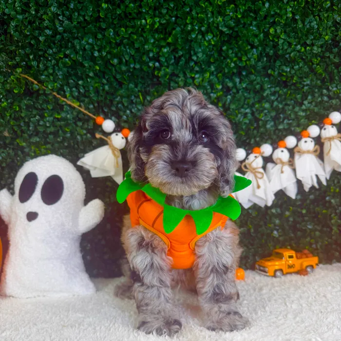 Male Cockapoo puppy named Spooky for sale at Puppy Dreams - Garland.