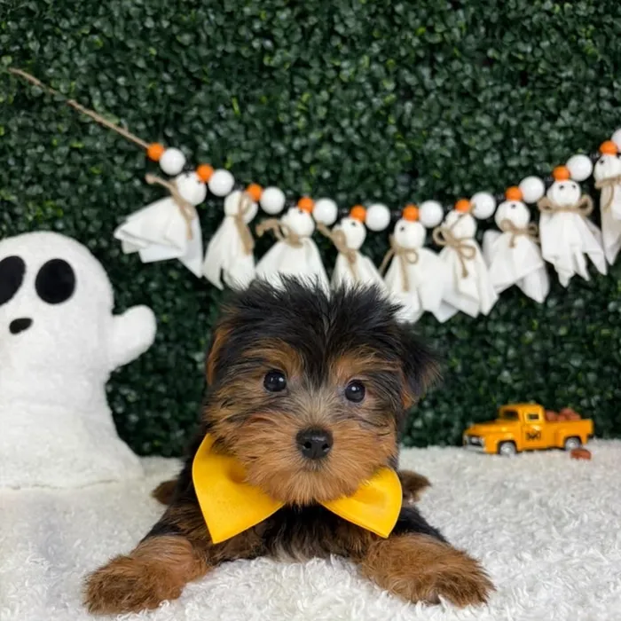 Male Yorkie puppy named Myers for sale at Puppy Dreams - Garland.