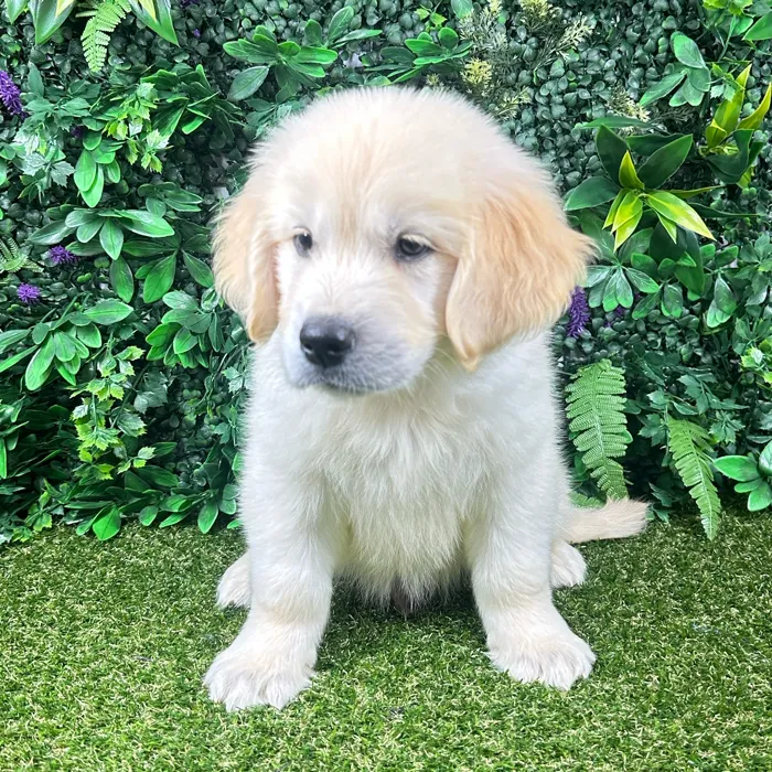 Male Golden Retriever puppy named Titan for sale at Puppy Dreams - Parks Mall.