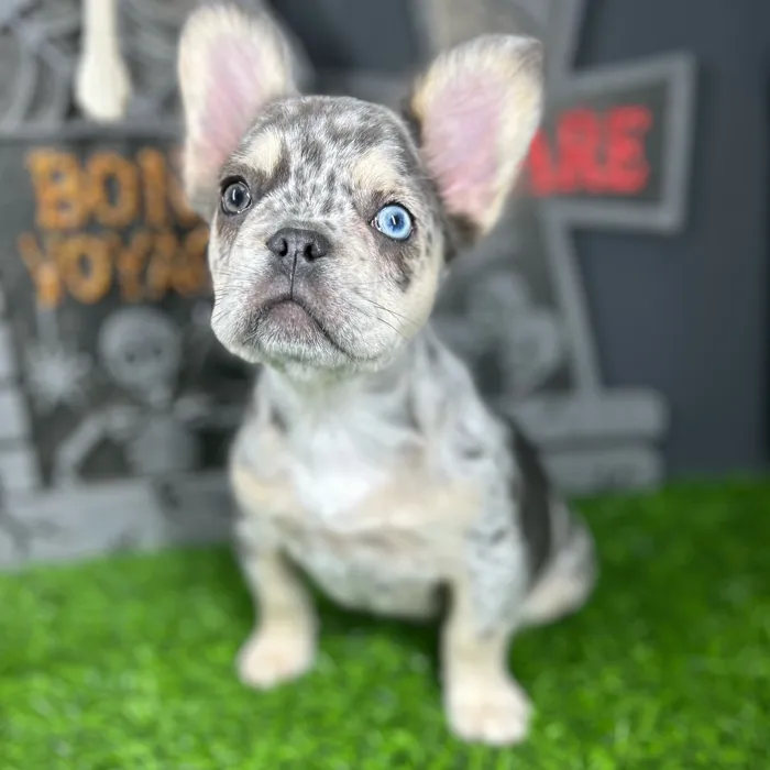 Female Fluffy French Bulldog puppy named *Delia* for sale at Puppy Dreams - Mansfield.