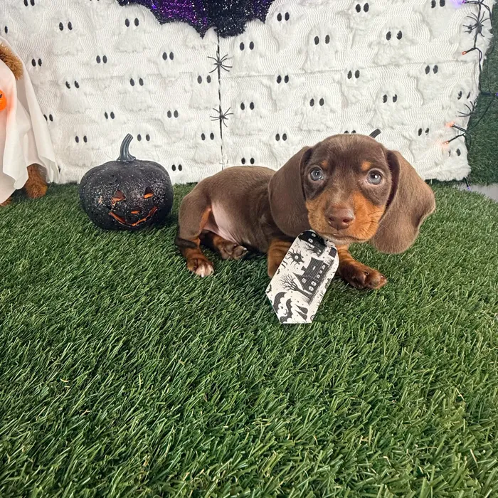 Male Dachshund puppy named Gidget for sale at Puppy Dreams - Carrollton.