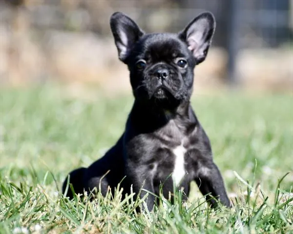 Male French Bulldog puppy for sale at Puppy Dreams - Garland.