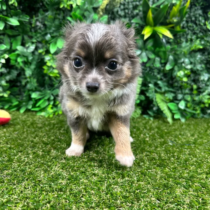 Male Chihuahua puppy named Rocky for sale at Puppy Dreams - Parks Mall.
