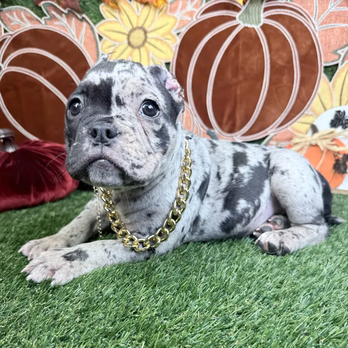 Male American Bully puppy named Oreo for sale at Puppy Dreams - Carrollton.