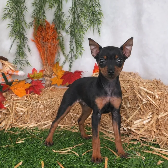 Male Min Pin puppy named Buick for sale at Puppy Dreams - Denton.
