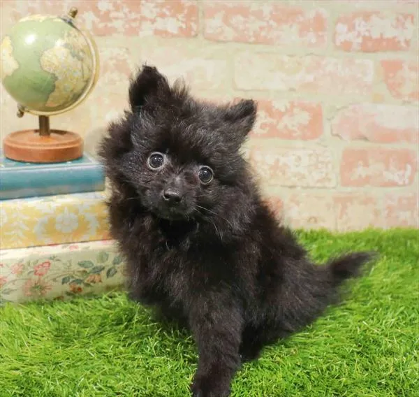 Male Pomeranian puppy named Cosmo for sale at Puppy Dreams - Carrollton.