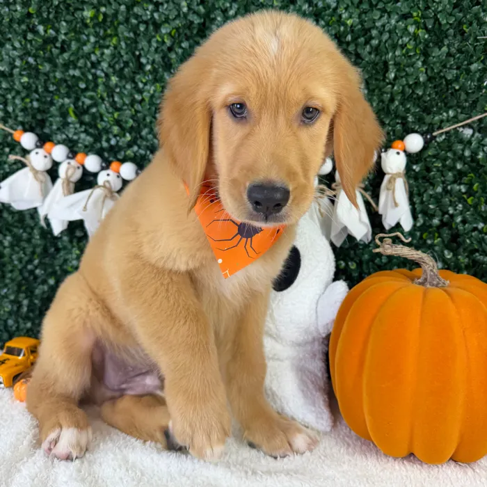 Male Golden Retriever puppy named Leo for sale at Puppy Dreams - Garland.