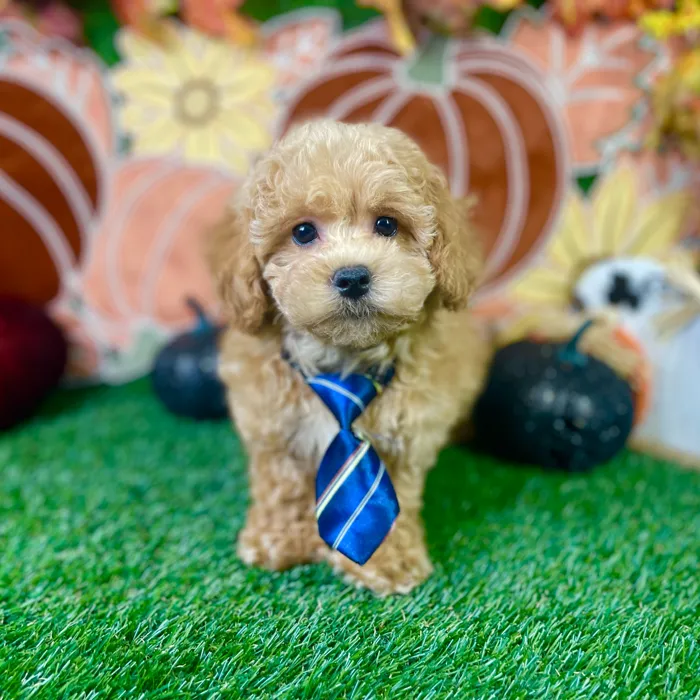 Male Cockapoo puppy named Benji for sale at Puppy Dreams - Carrollton.