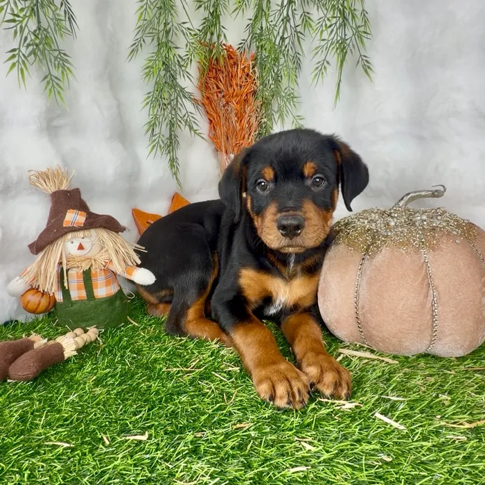 Male Rottweiler puppy named Kevin for sale at Puppy Dreams - Denton.