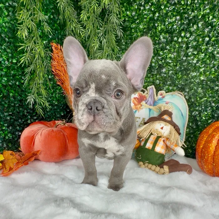 Male French Bulldog puppy named October for sale at Puppy Dreams - Denton.