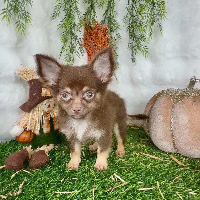Male Chihuahua puppy named Rupert for sale at Puppy Dreams - Denton.