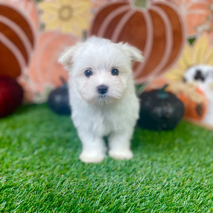 Female Maltese puppy named Casper for sale at Puppy Dreams - Carrollton.
