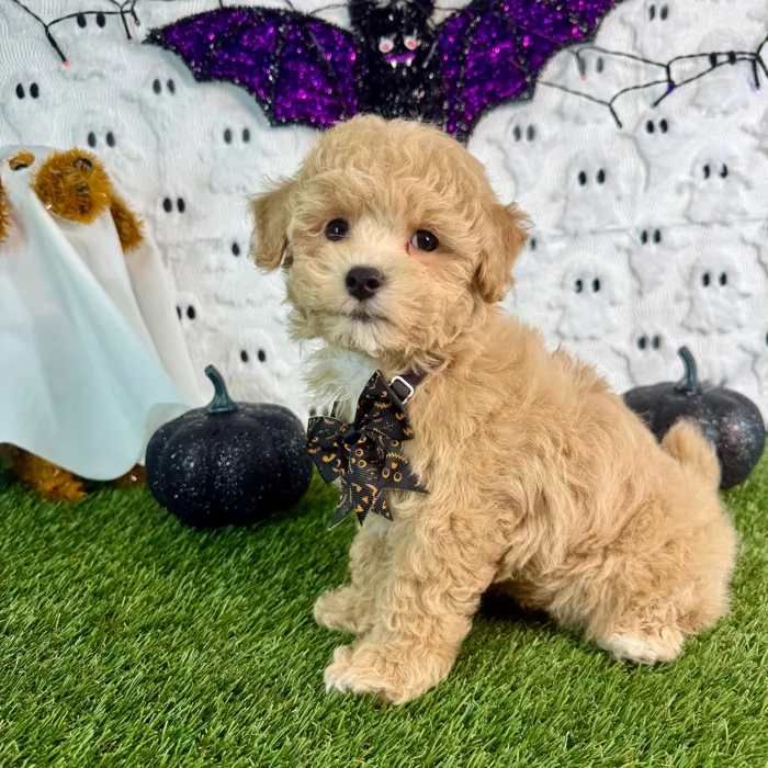 Male Maltipoo puppy named Tater for sale at Puppy Dreams - Carrollton.
