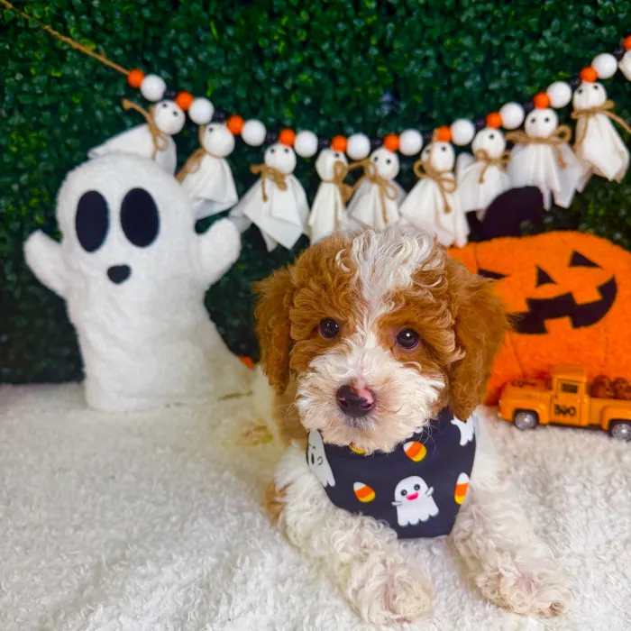 Male Mini Poodle puppy named Trick for sale at Puppy Dreams - Garland.