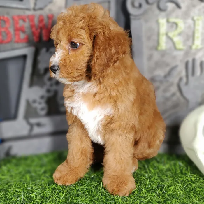 Male Cavapoo puppy named *Louis* for sale at Puppy Dreams - Mansfield.