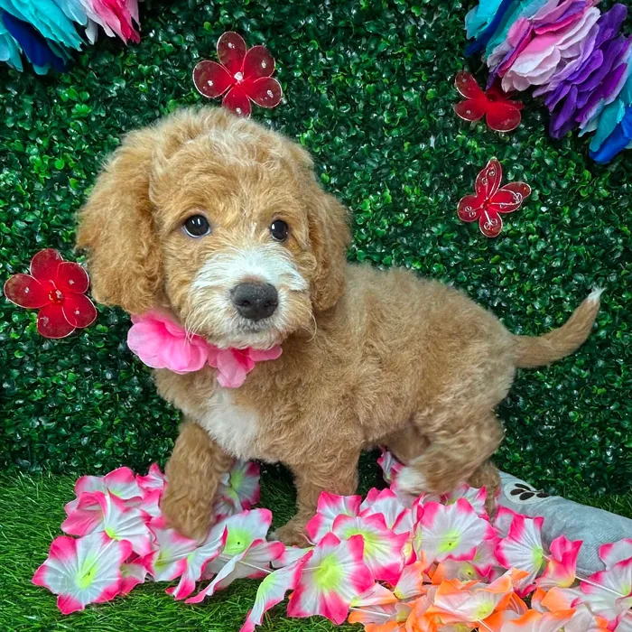 Female Mini Goldendoodle puppy named *River* for sale at Puppy Dreams - Mansfield.
