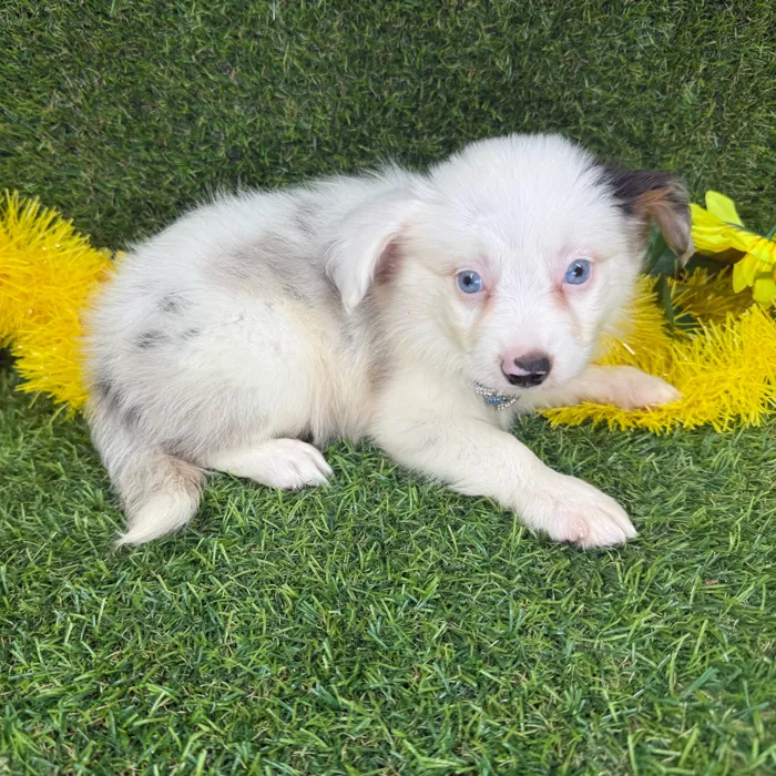Male Mini Aussie puppy named Ghost for sale at Puppy Dreams - Arlington.