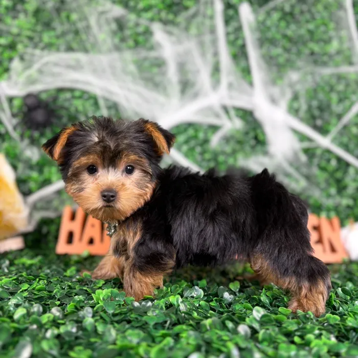 Male Yorkie puppy named Prince for sale at Puppy Dreams - North Richland Hills.