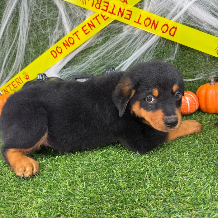 Male Rottweiler puppy named Arlo for sale at Puppy Dreams - Arlington.