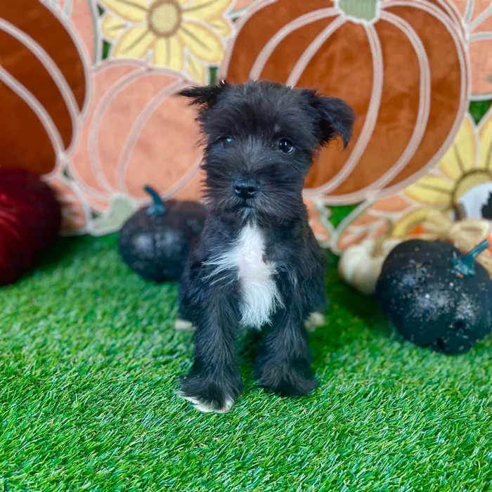 Male Mini Schnauzer puppy named Onyx for sale at Puppy Dreams - Carrollton.