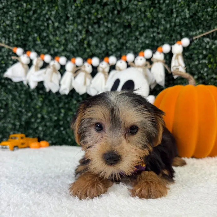 Male Yorkie puppy named Waffles for sale at Puppy Dreams - Garland.