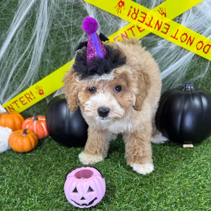 Female Bichon-Poodle puppy named Lily for sale at Puppy Dreams - Arlington.