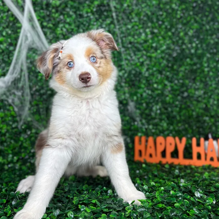Female Mini Aussie puppy named April for sale at Puppy Dreams - North Richland Hills.