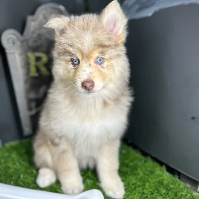 Female Pomsky puppy named *Claudia* for sale at Puppy Dreams - Mansfield.