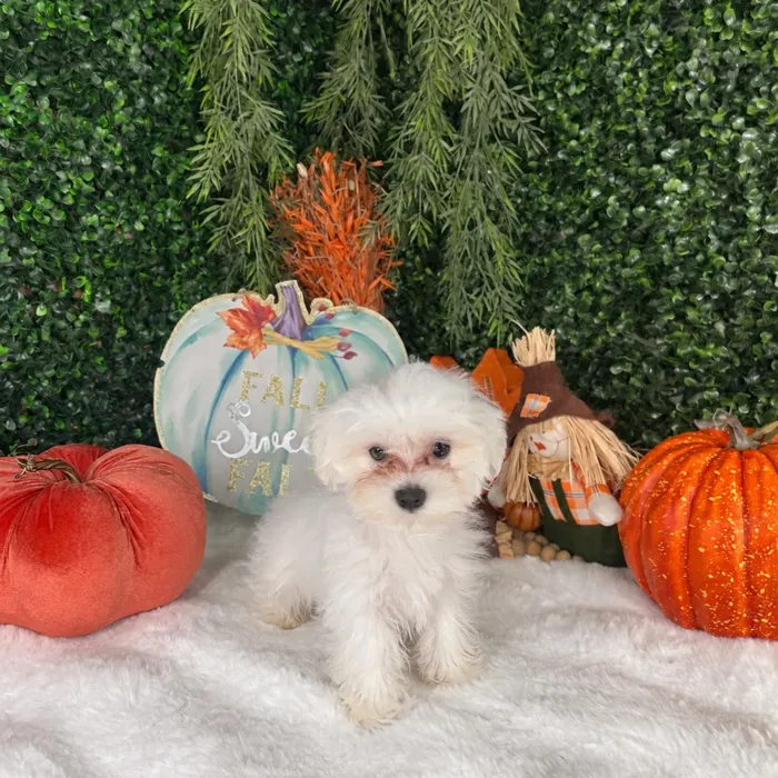 Male Maltese puppy named Gelato for sale at Puppy Dreams - Denton.