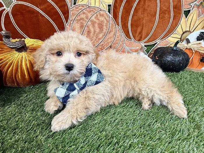 Male Poodle Toy puppy named Loki for sale at Puppy Dreams - Carrollton.