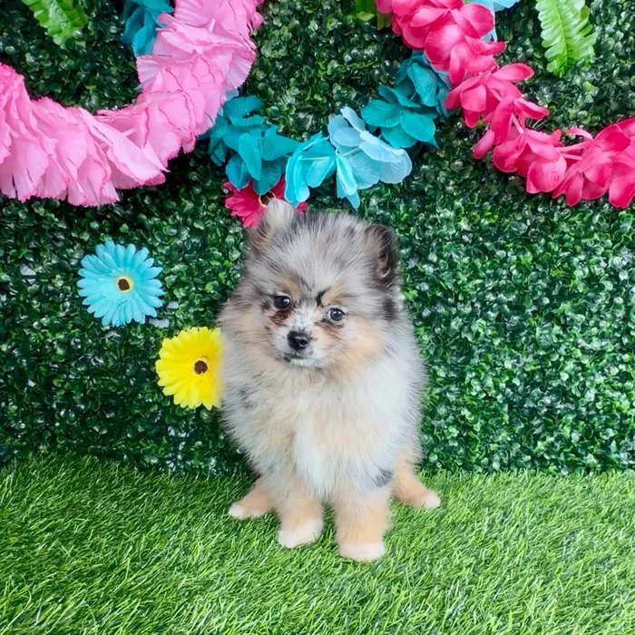 Female Pomsky puppy named Chicken Mini for sale at Puppy Dreams - Denton.