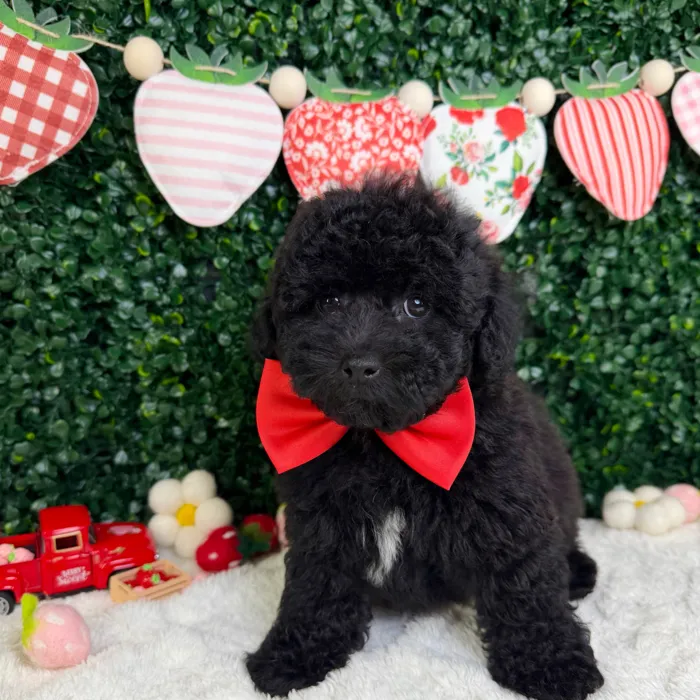 Male Mini Poodle puppy named Moose for sale at Puppy Dreams - Garland.