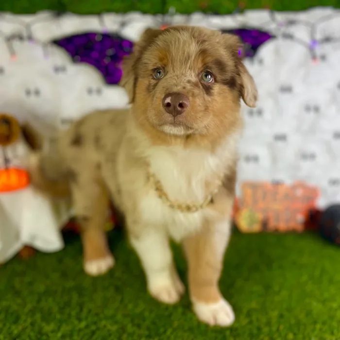 Male Mini Aussie puppy named Slider for sale at Puppy Dreams - Carrollton.