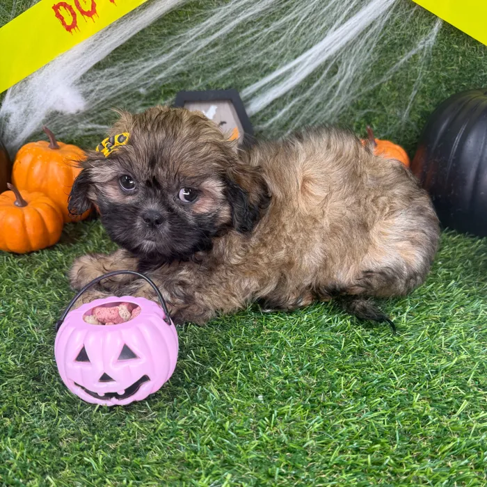 Female Shih Tzu puppy named Sadie for sale at Puppy Dreams - Arlington.