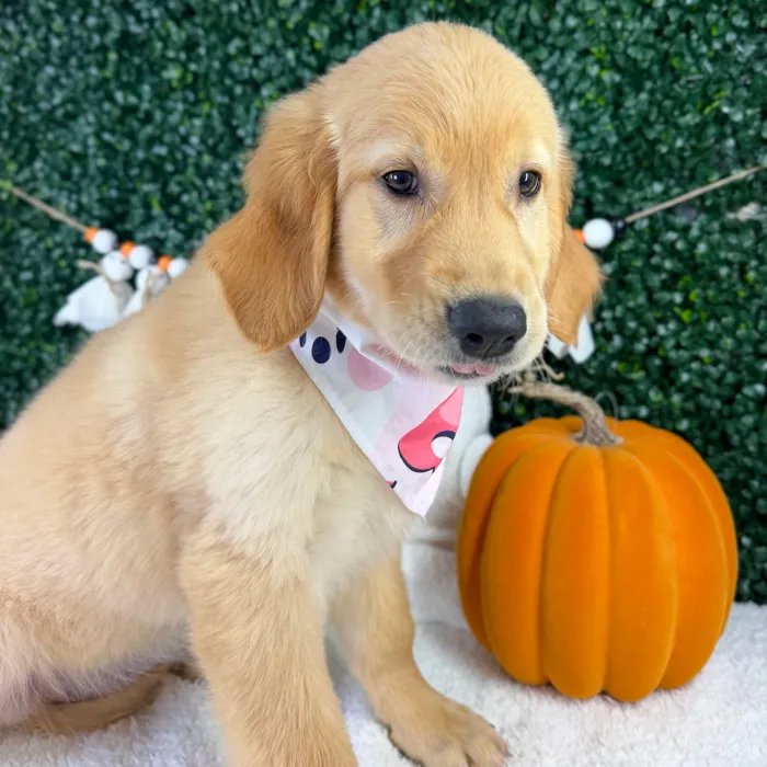 Female Golden Retriever puppy named Bambi for sale at Puppy Dreams - Garland.