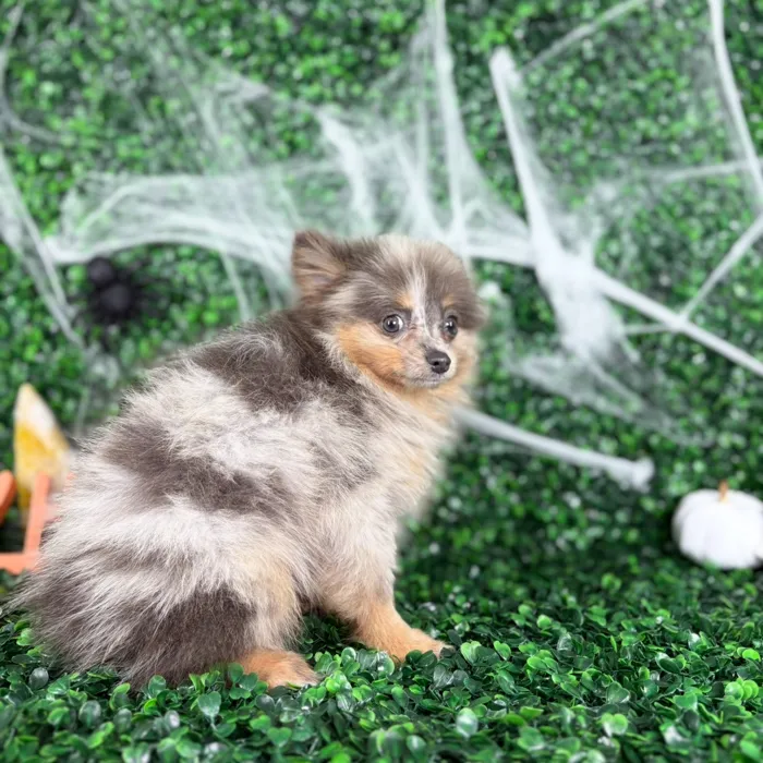 Male Pomeranian puppy named Chase for sale at Puppy Dreams - North Richland Hills.