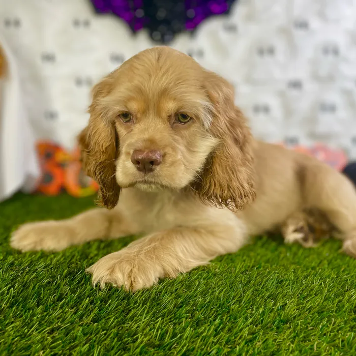 Male Cocker Spaniel puppy named Raiden for sale at Puppy Dreams - Carrollton.