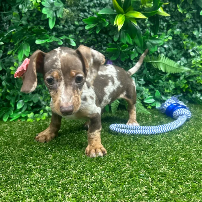Female Dachshund puppy named Sunny for sale at Puppy Dreams - Parks Mall.