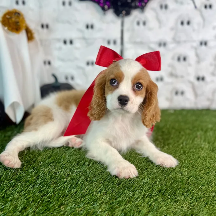 Female Cavalier King Charles Spaniel puppy named Lucy for sale at Puppy Dreams - Carrollton.