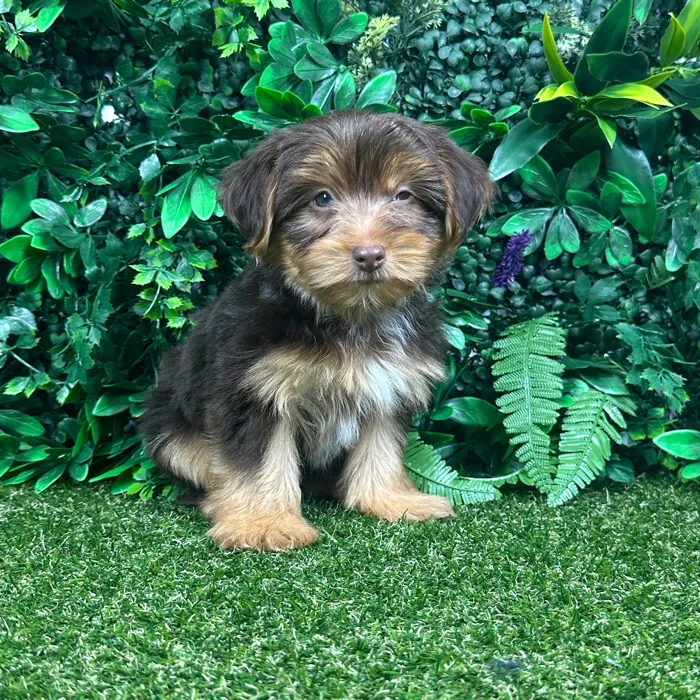 Male Yorkie puppy named Baxter for sale at Puppy Dreams - Parks Mall.