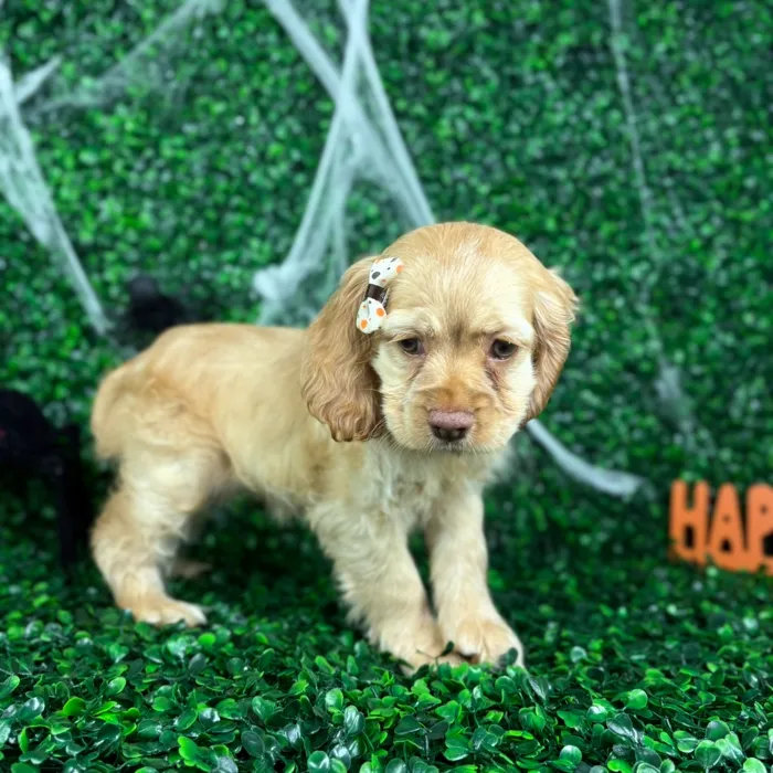 Female Cocker Spaniel puppy named Stella for sale at Puppy Dreams - North Richland Hills.