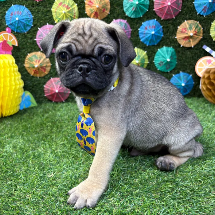 Male Pug puppy named Gizmo for sale at Puppy Dreams - Carrollton.