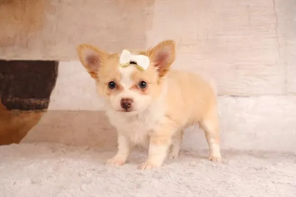 Female Chihuahua puppy named Elsi for sale at Puppy Dreams - Garland.