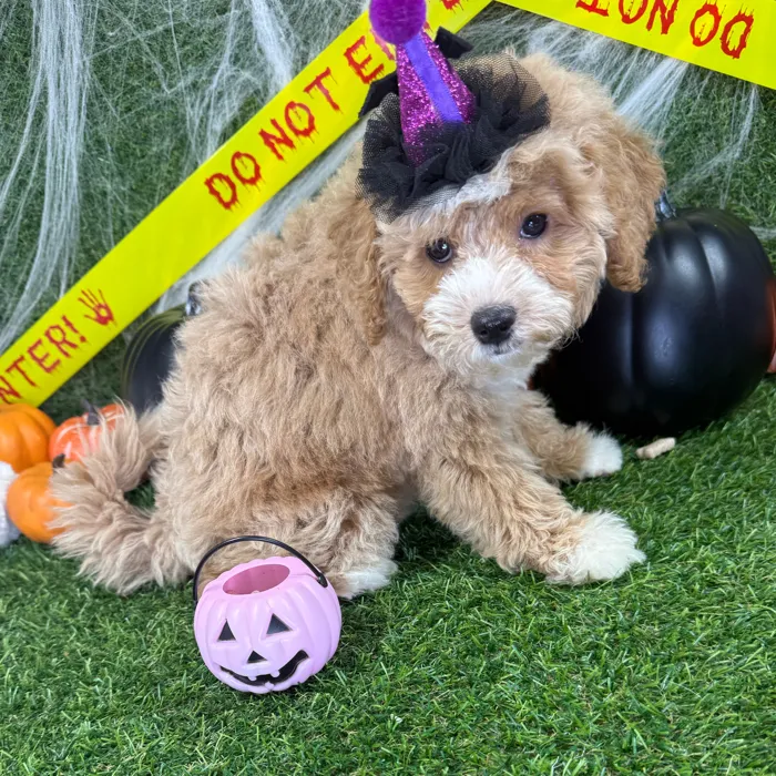 Female Bichon-Poodle puppy named Lily for sale at Puppy Dreams - Arlington.