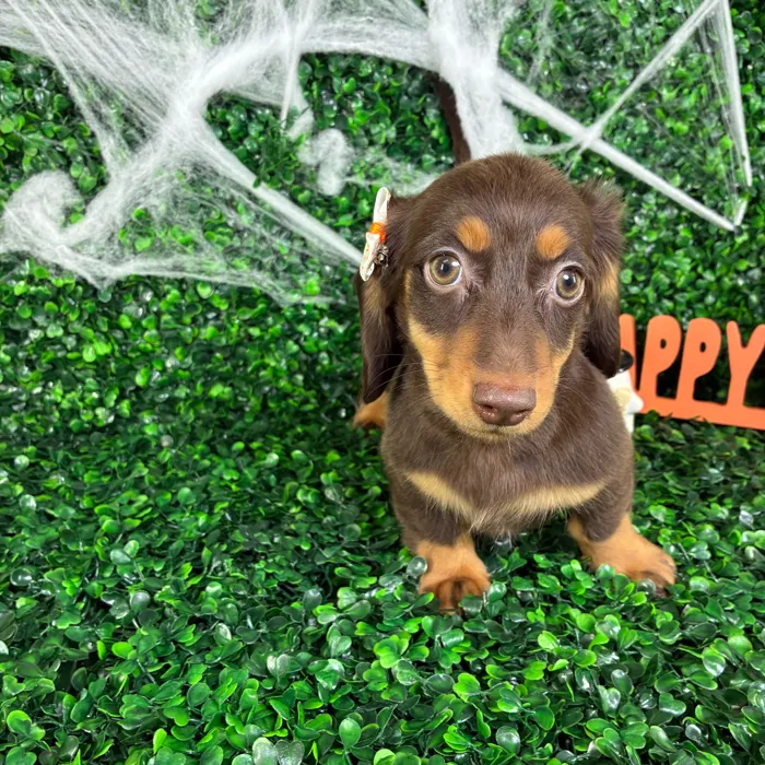 Female Dachshund puppy named Cindy for sale at Puppy Dreams - North Richland Hills.