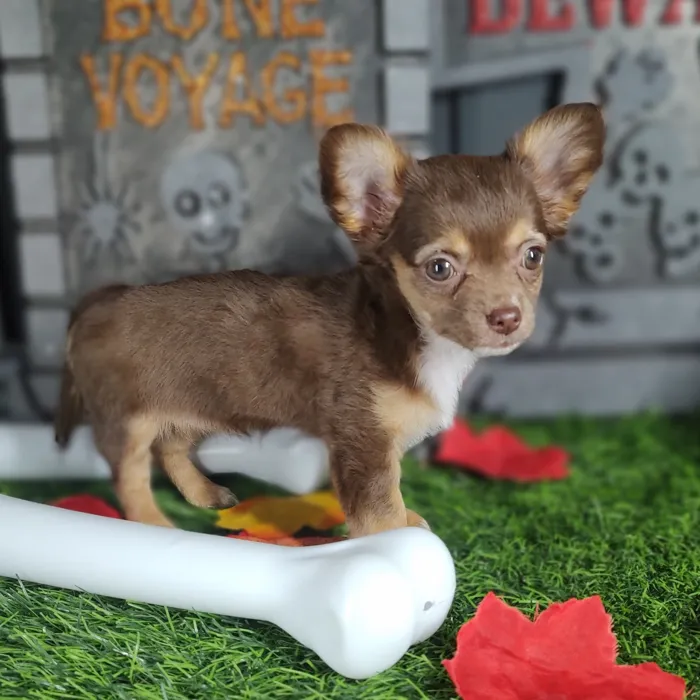 Female Chihuahua puppy named *Aaliyah* for sale at Puppy Dreams - Mansfield.
