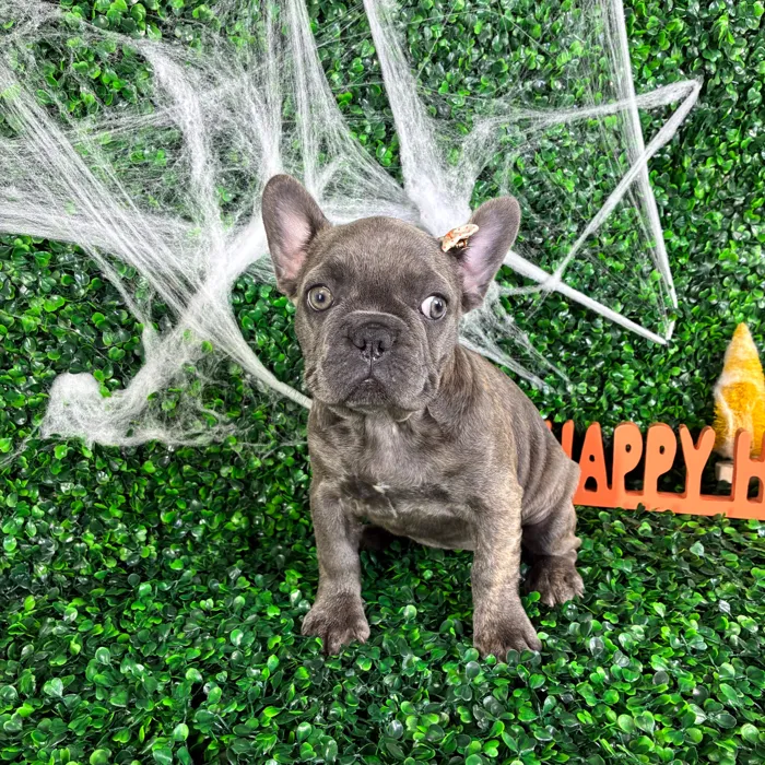 Female French Bulldog puppy named Olive for sale at Puppy Dreams - North Richland Hills.